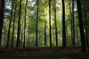 investissement en foret